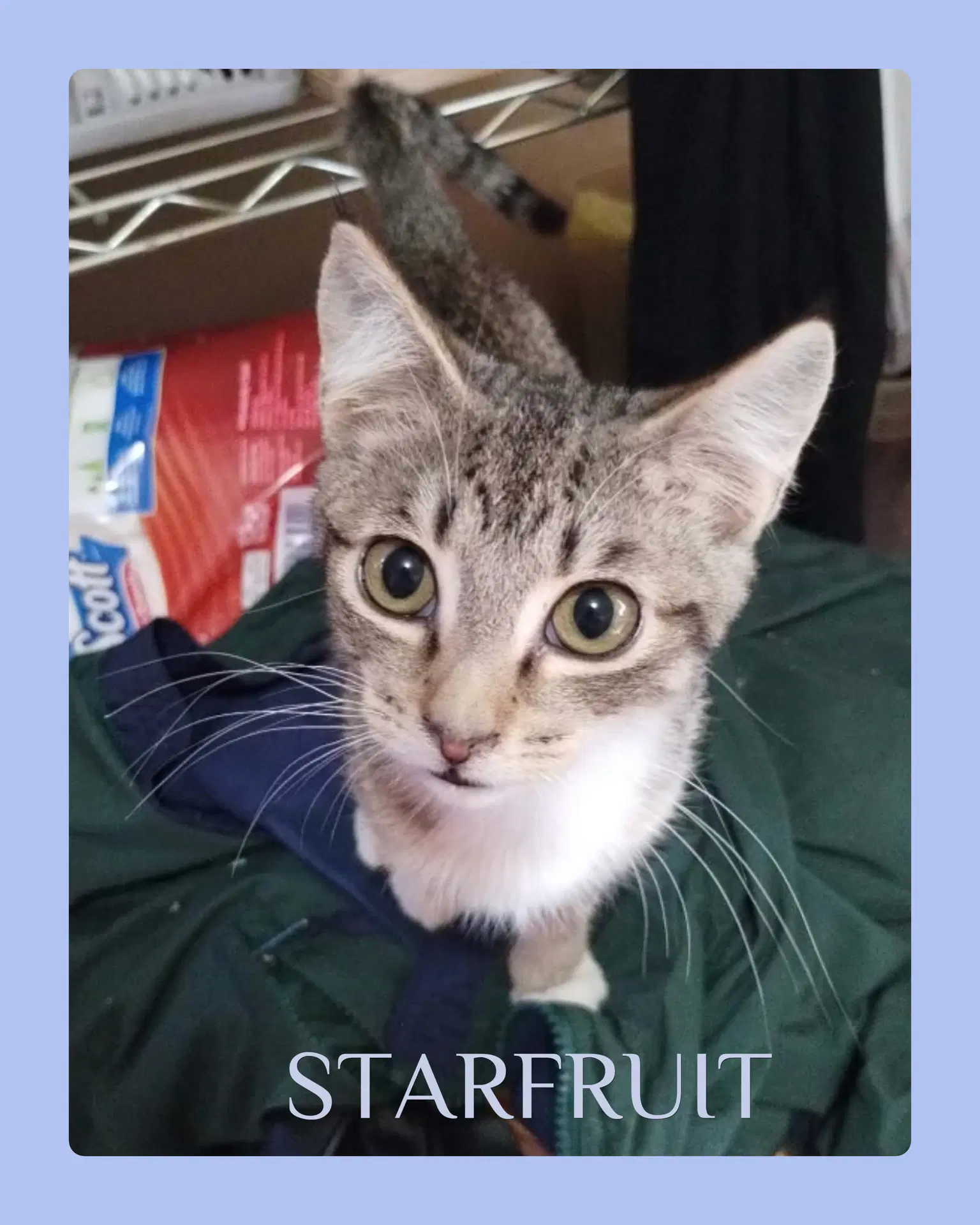 Starfruit - Tabby