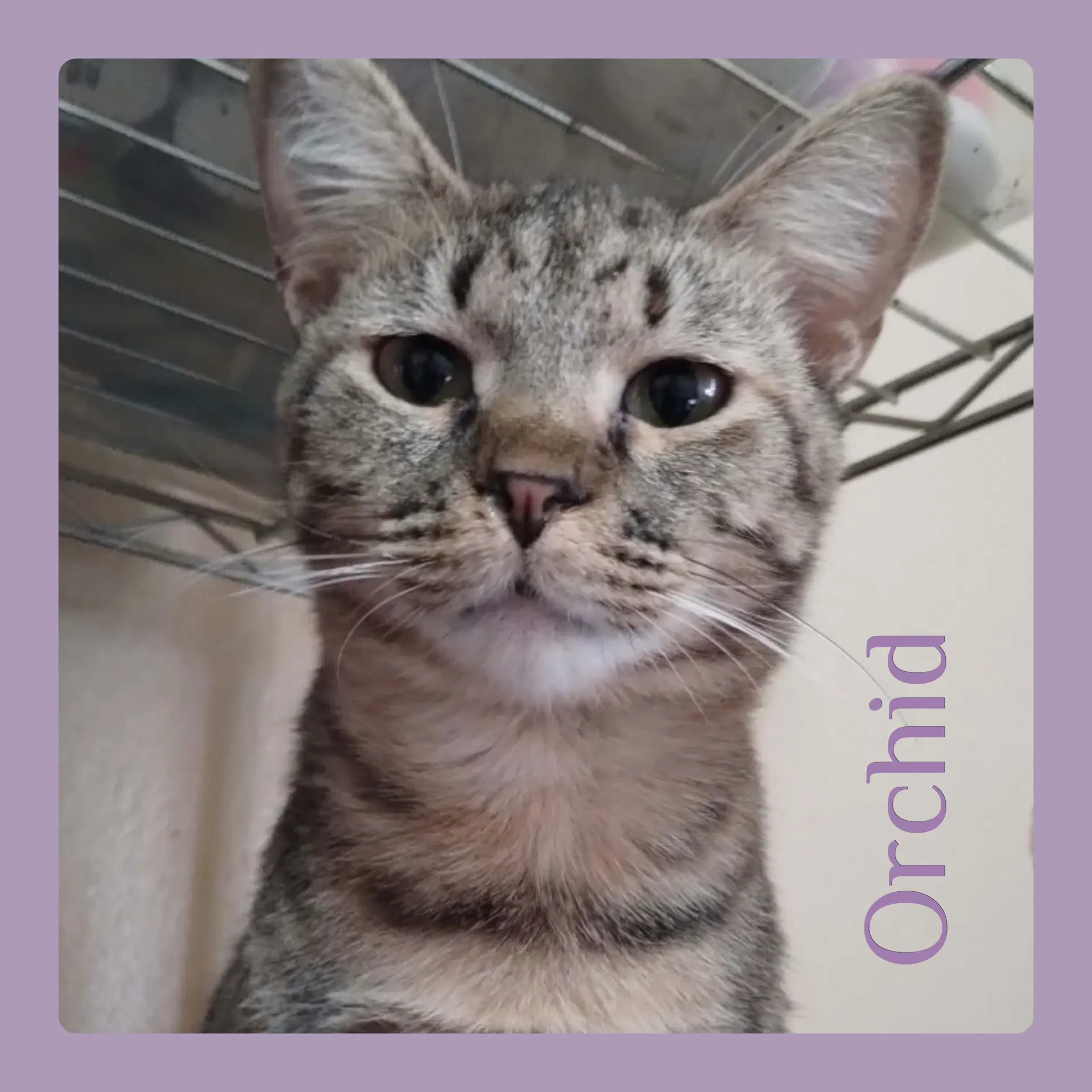 Orchid - Tabby