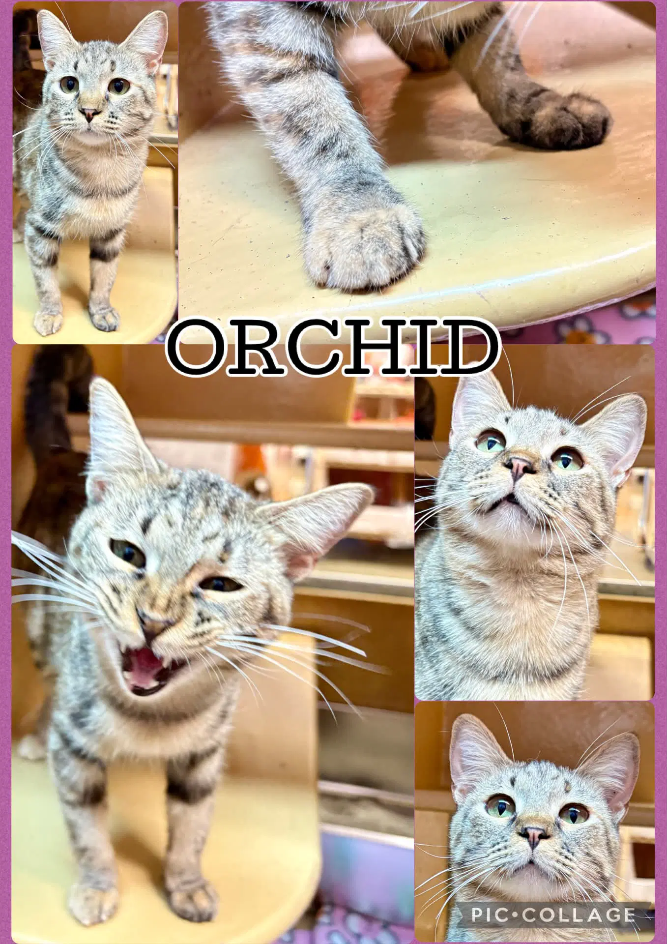 Orchid - Domestic Short Hair
