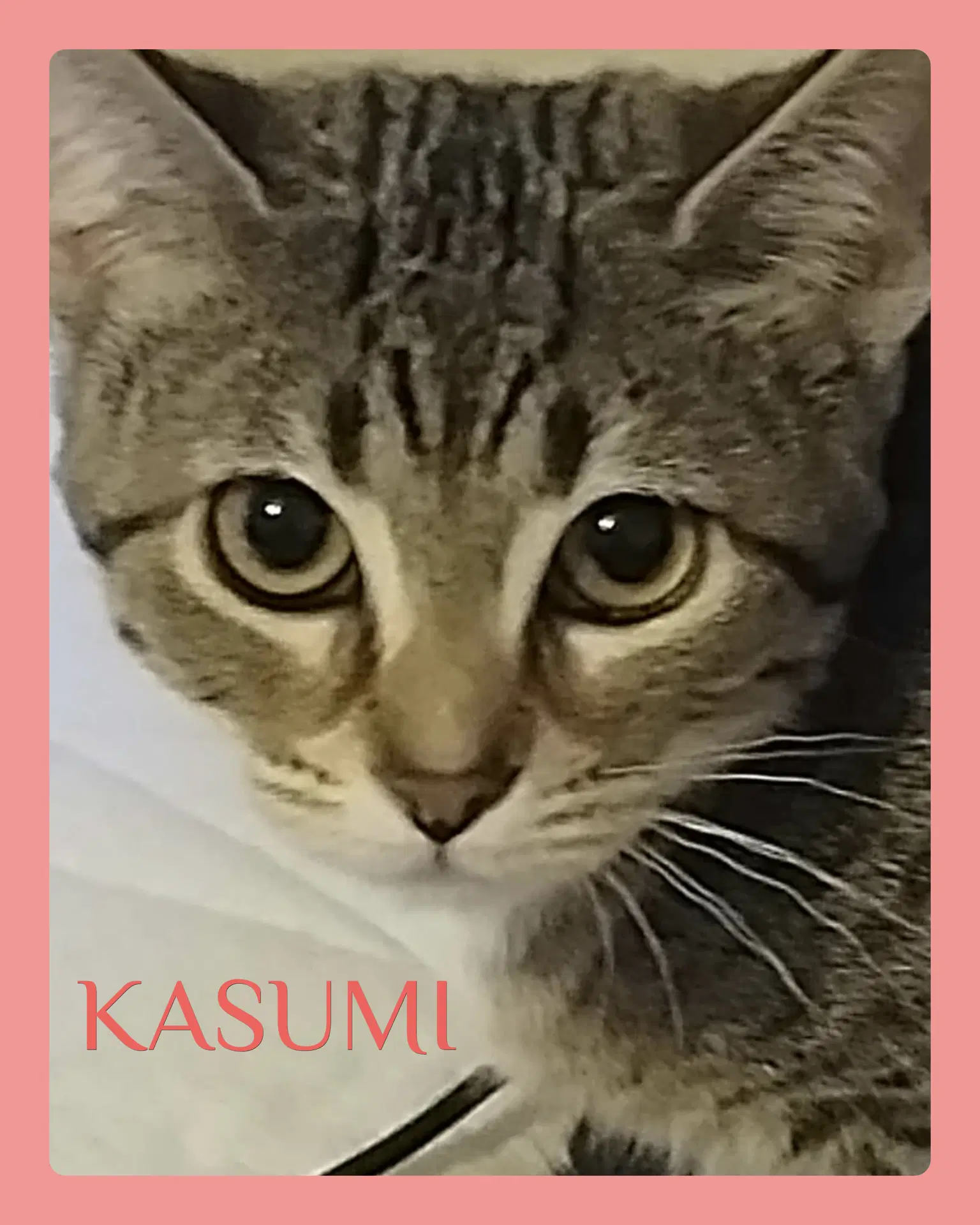 Kasumi - Tabby