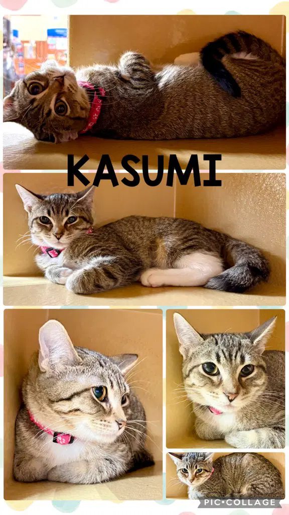 Kasumi - Tabby