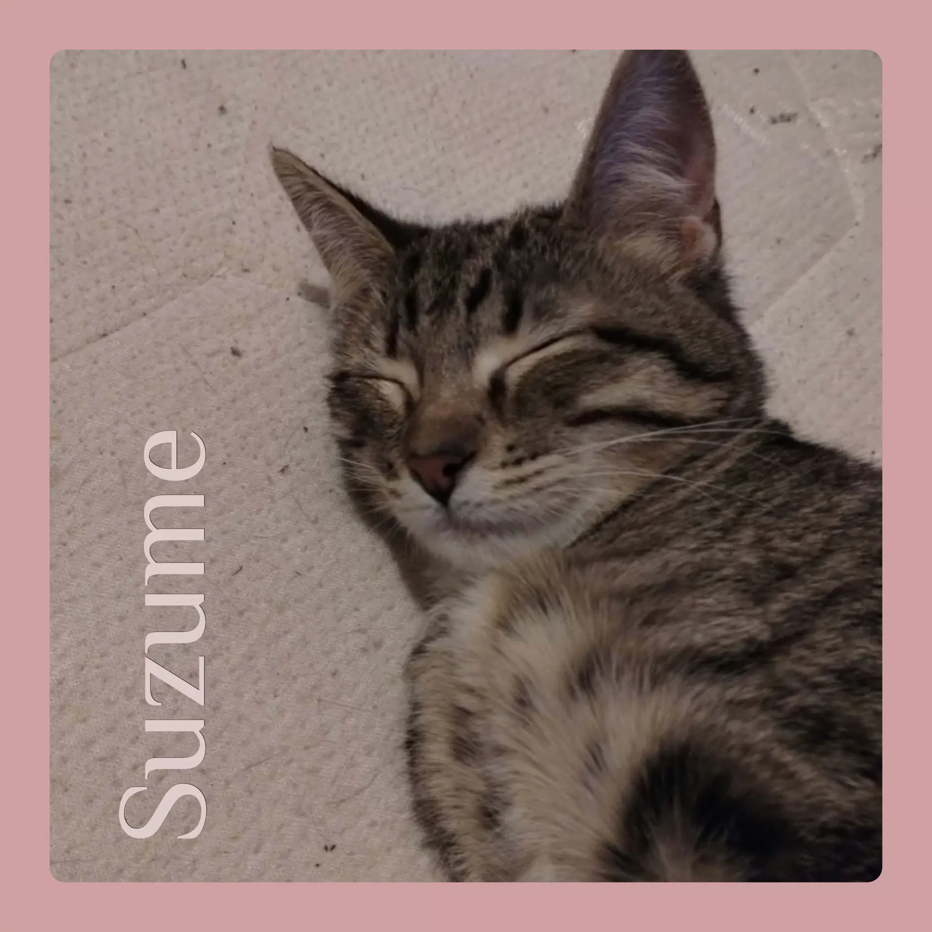 Suzume - Tabby