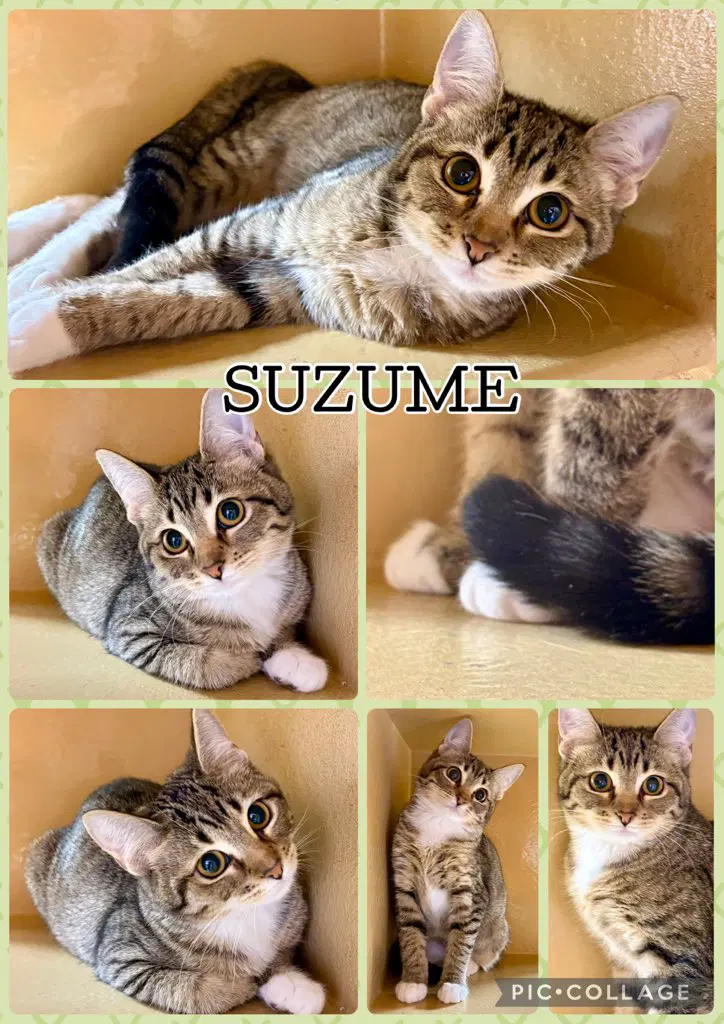 Suzume - Tabby