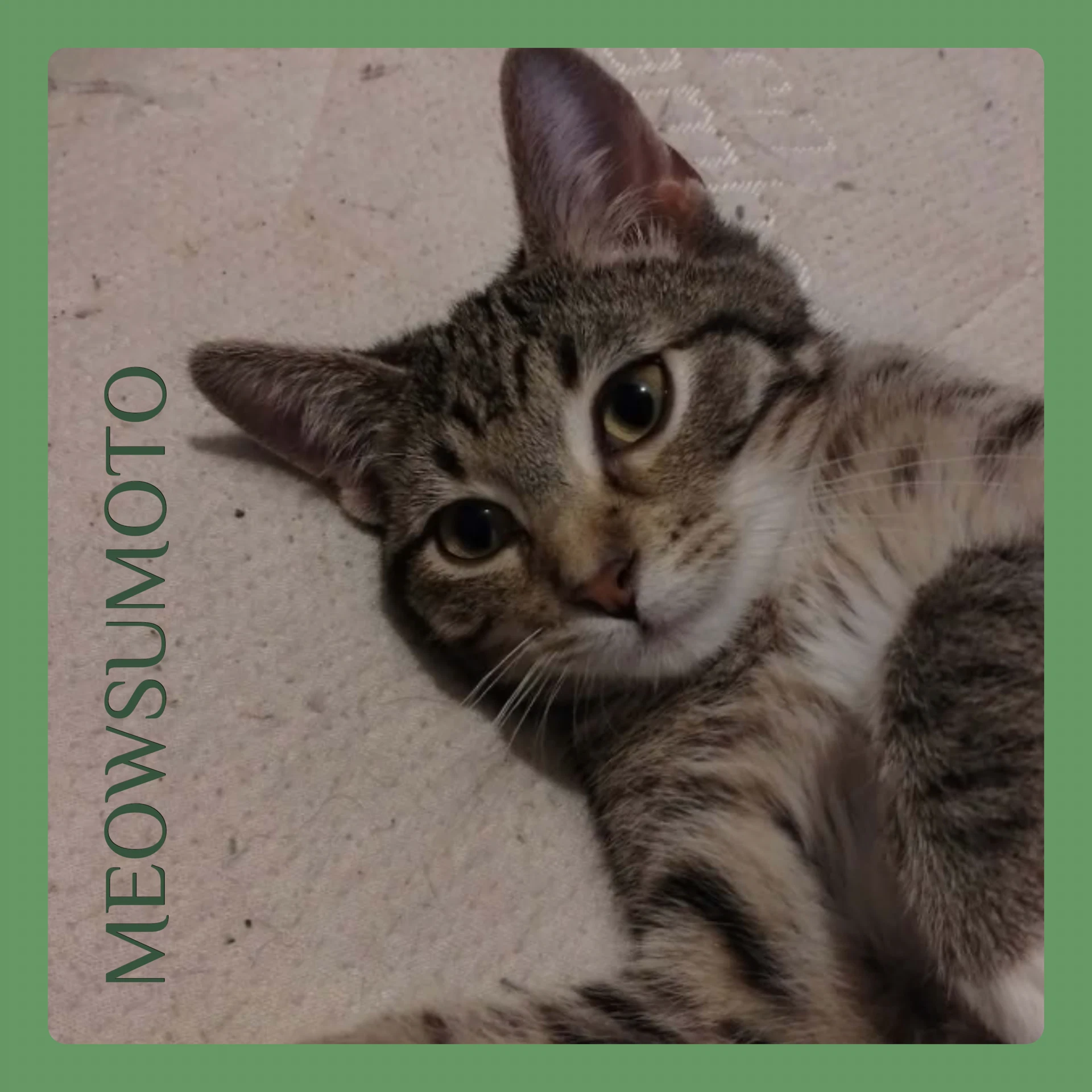 Meowsumoto