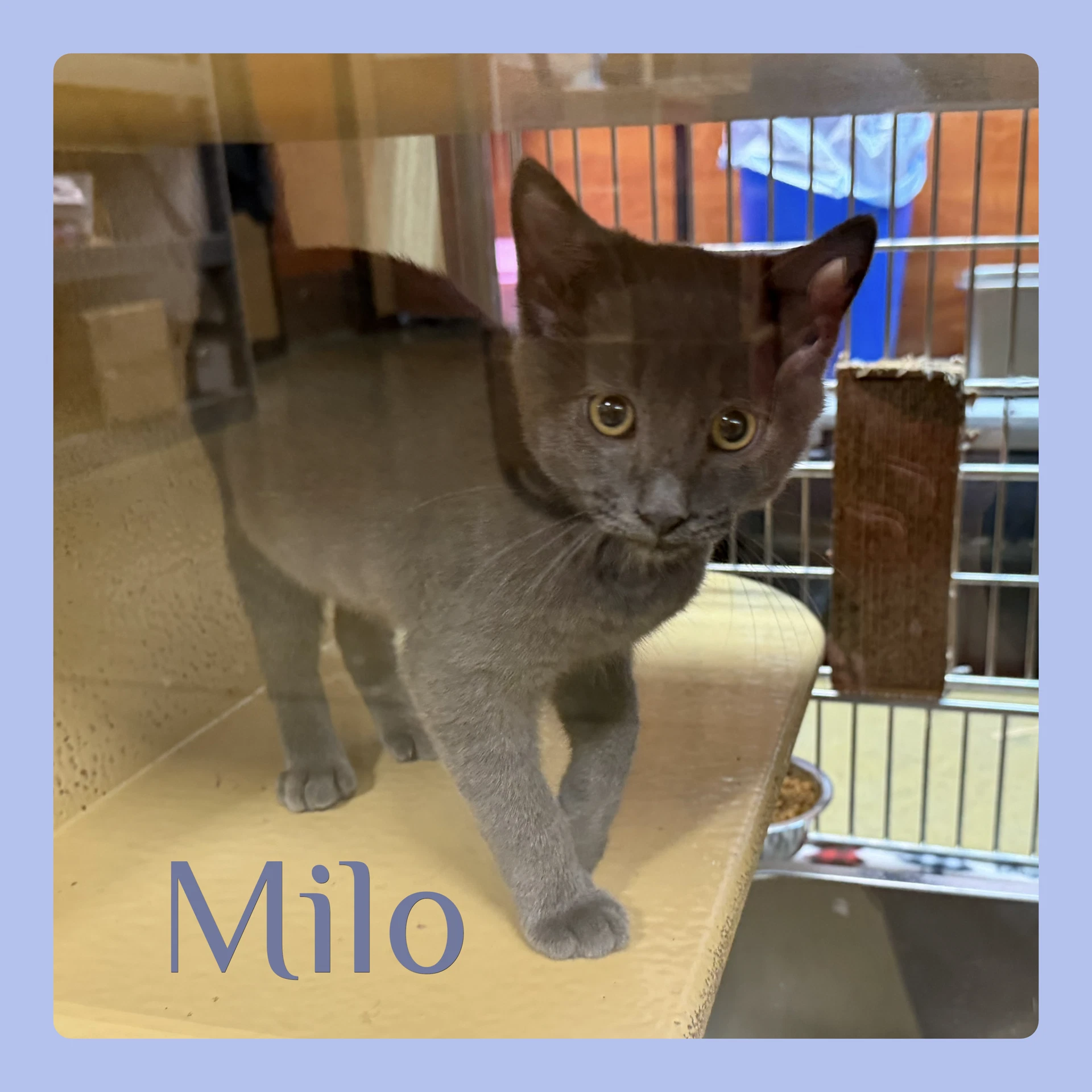 Milo