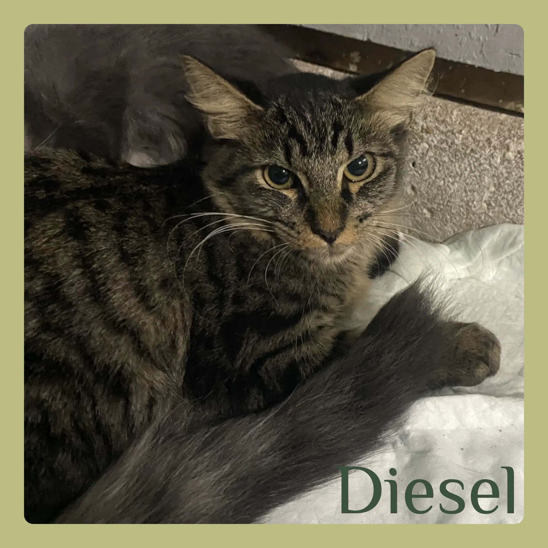 Diesel - Tabby