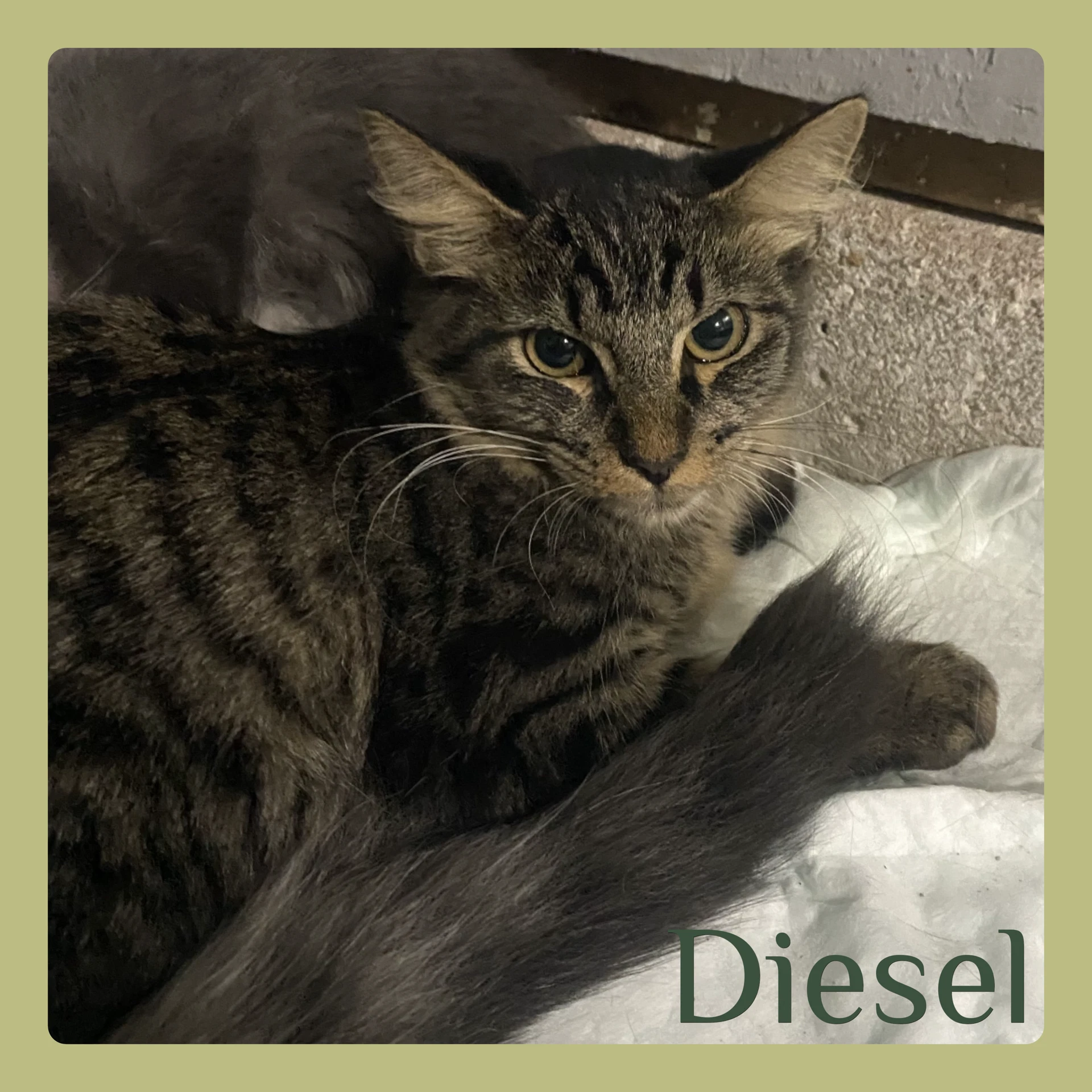 Diesel