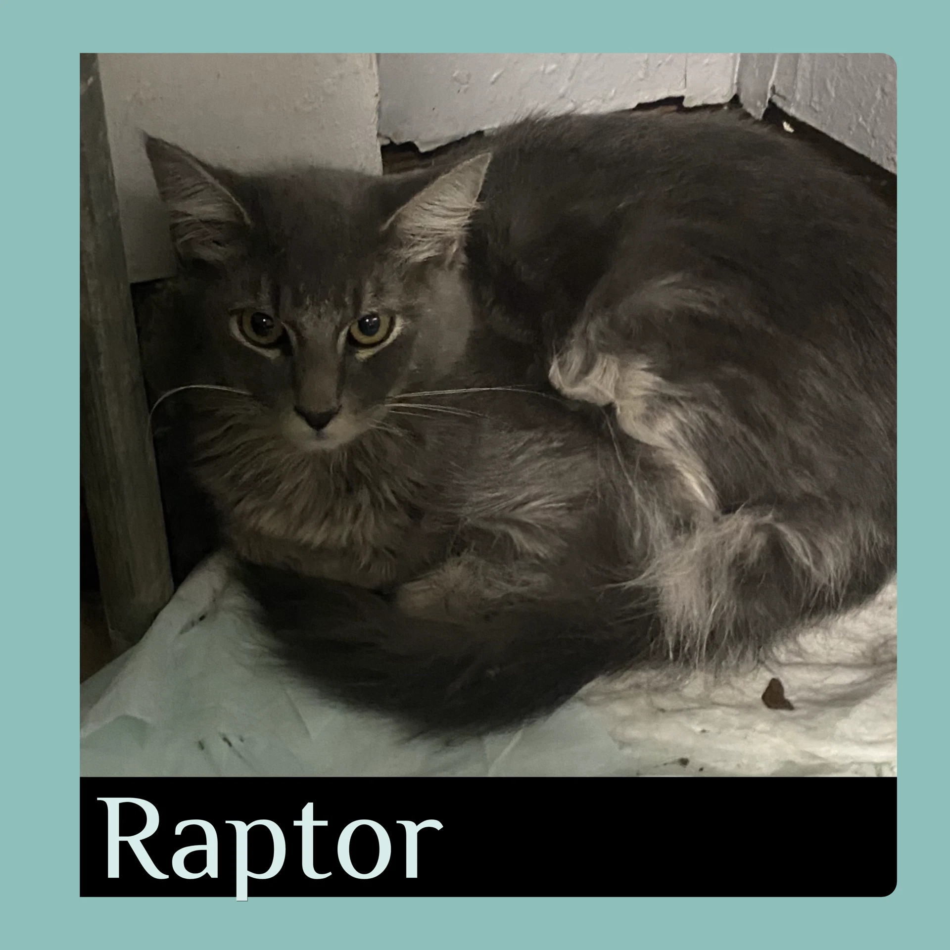 Raptor