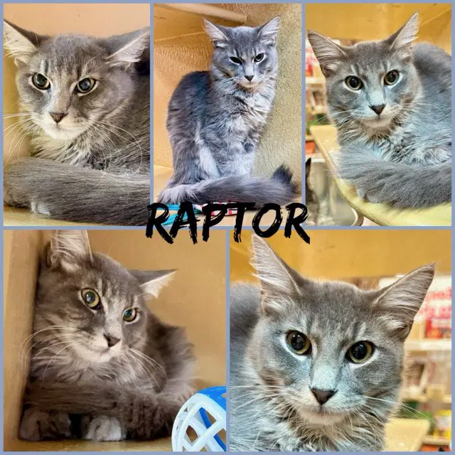 Raptor - Tabby