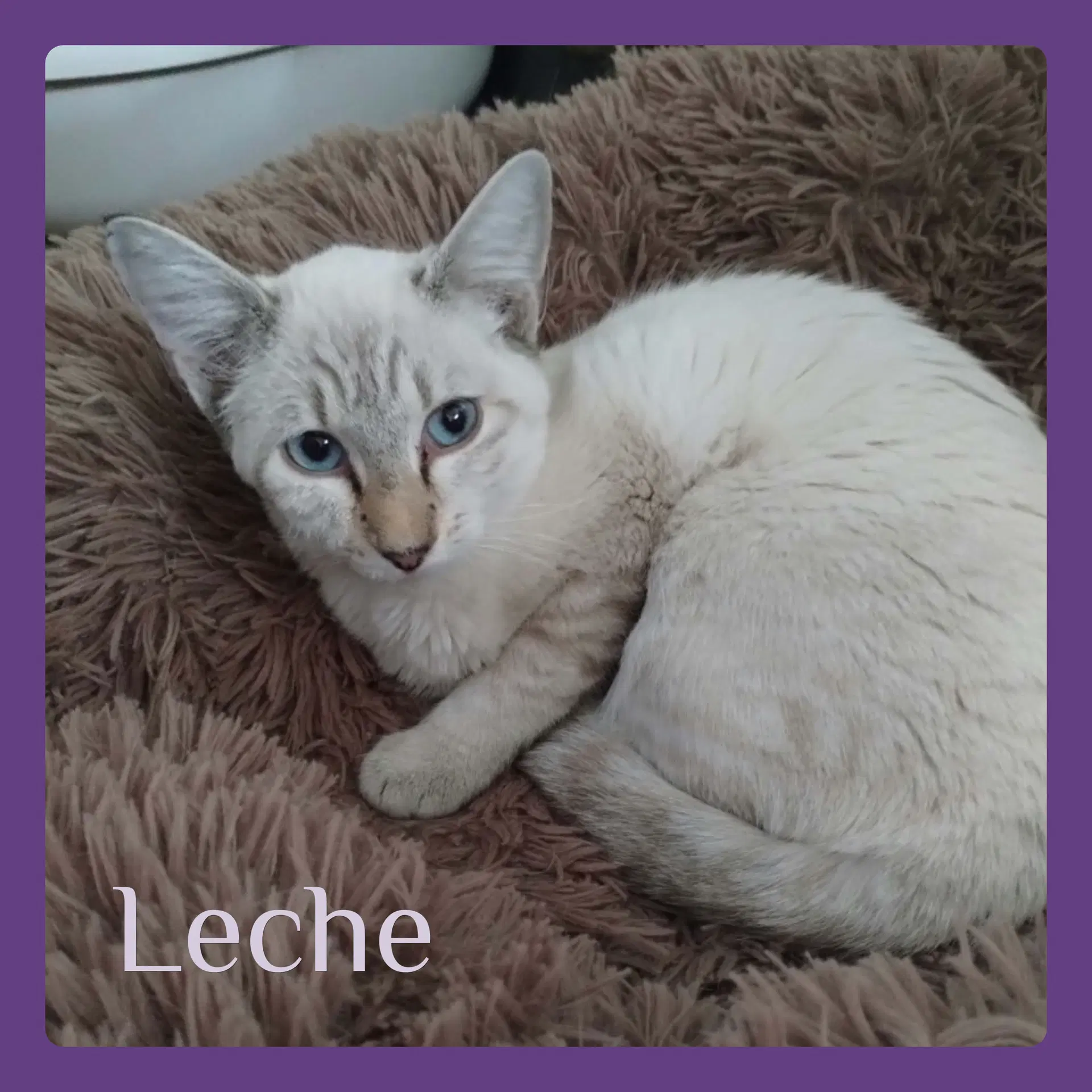 Leche - Siamese