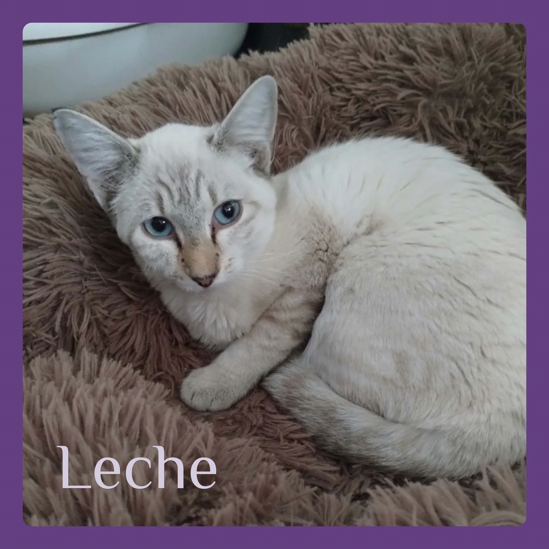 Leche