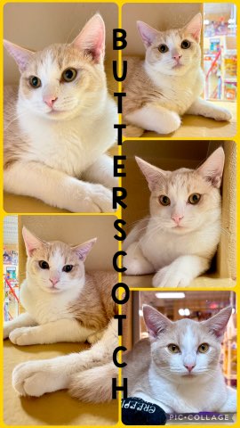 BUTTERSCOTCH