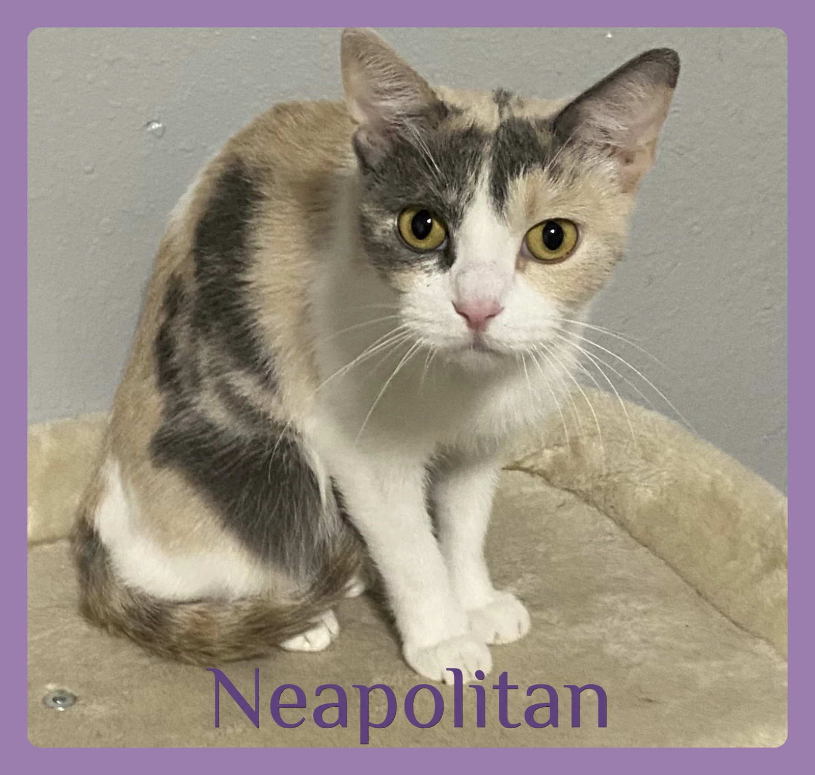 Neapolitan