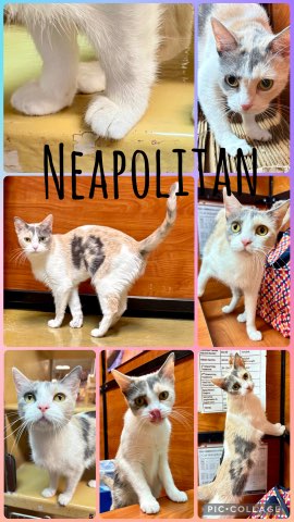 NEAPOLITAN