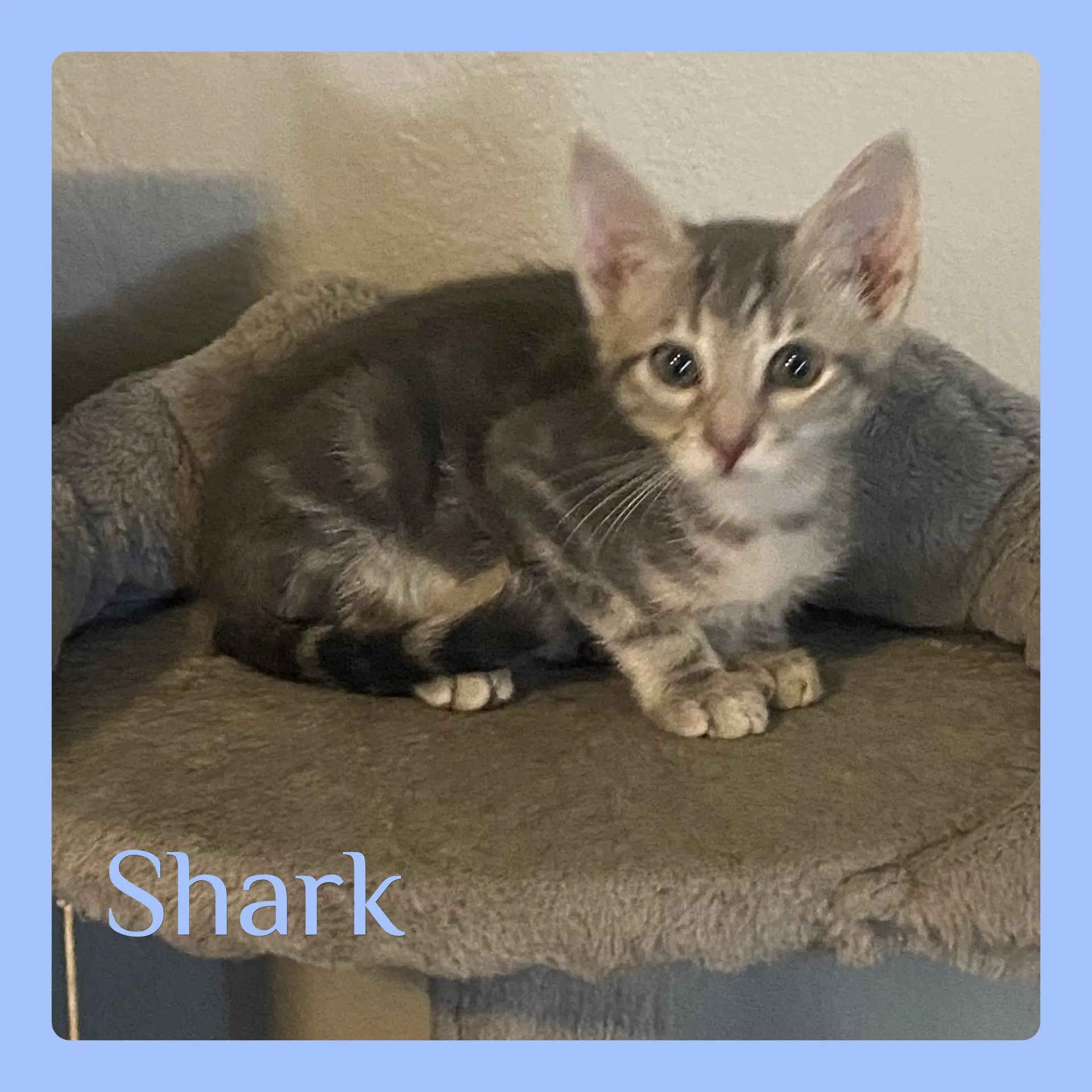 Shark - Tabby