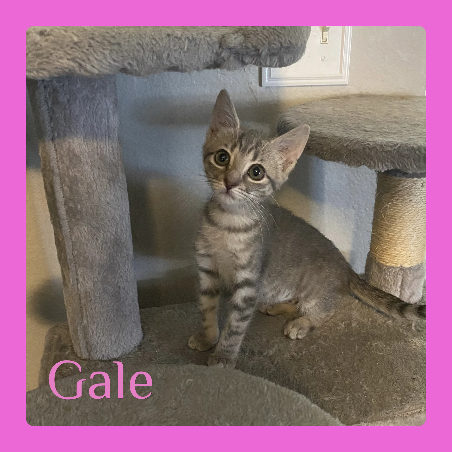 Gale