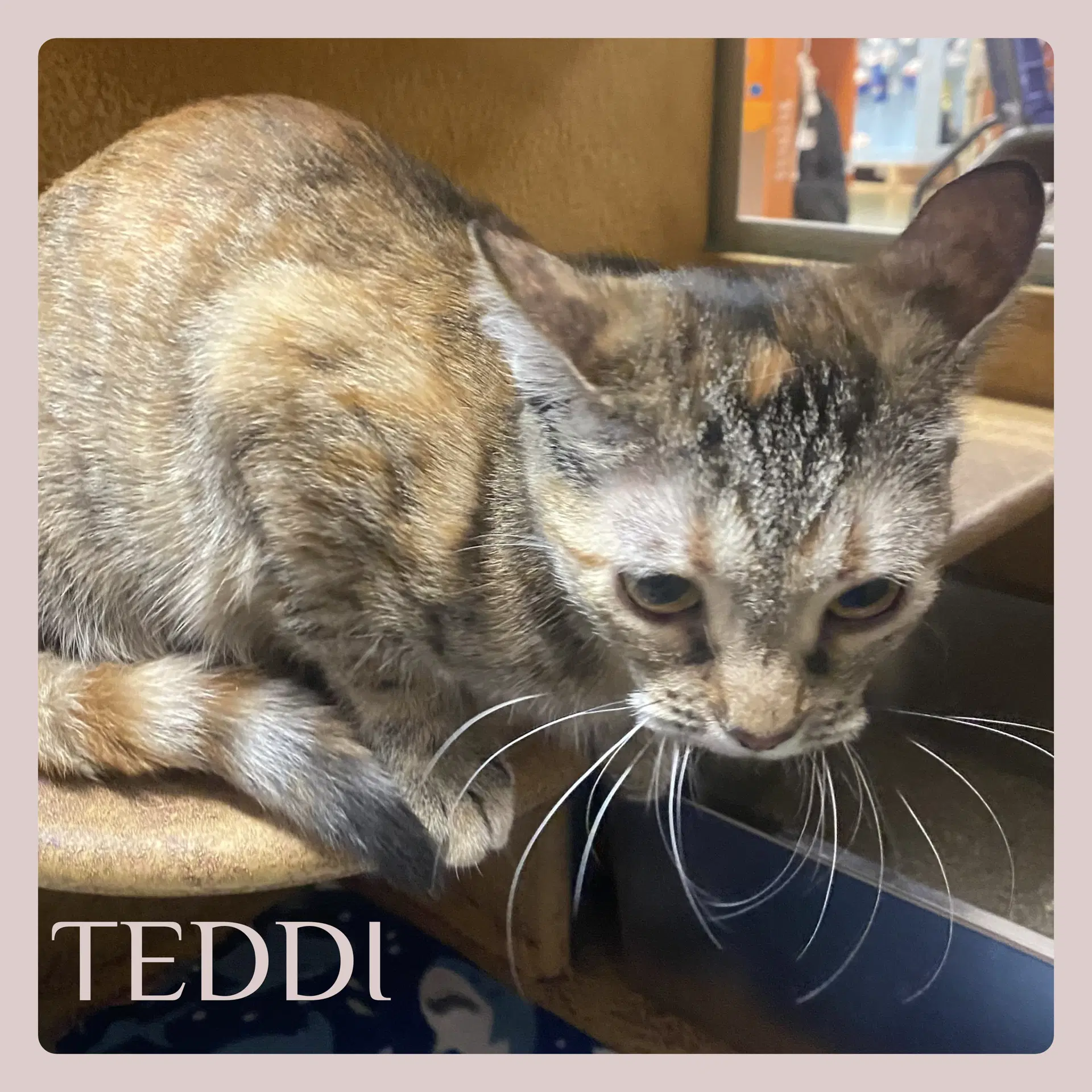 Teddi - Tabby