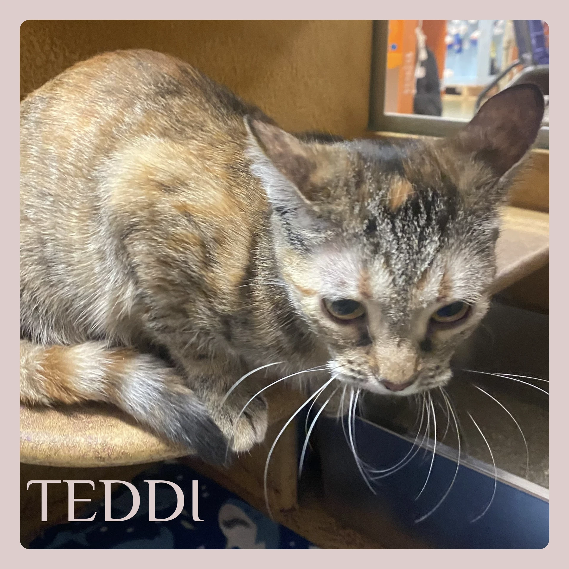 Teddi