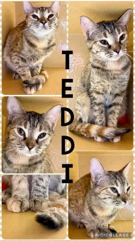 Teddi - Domestic Short Hair