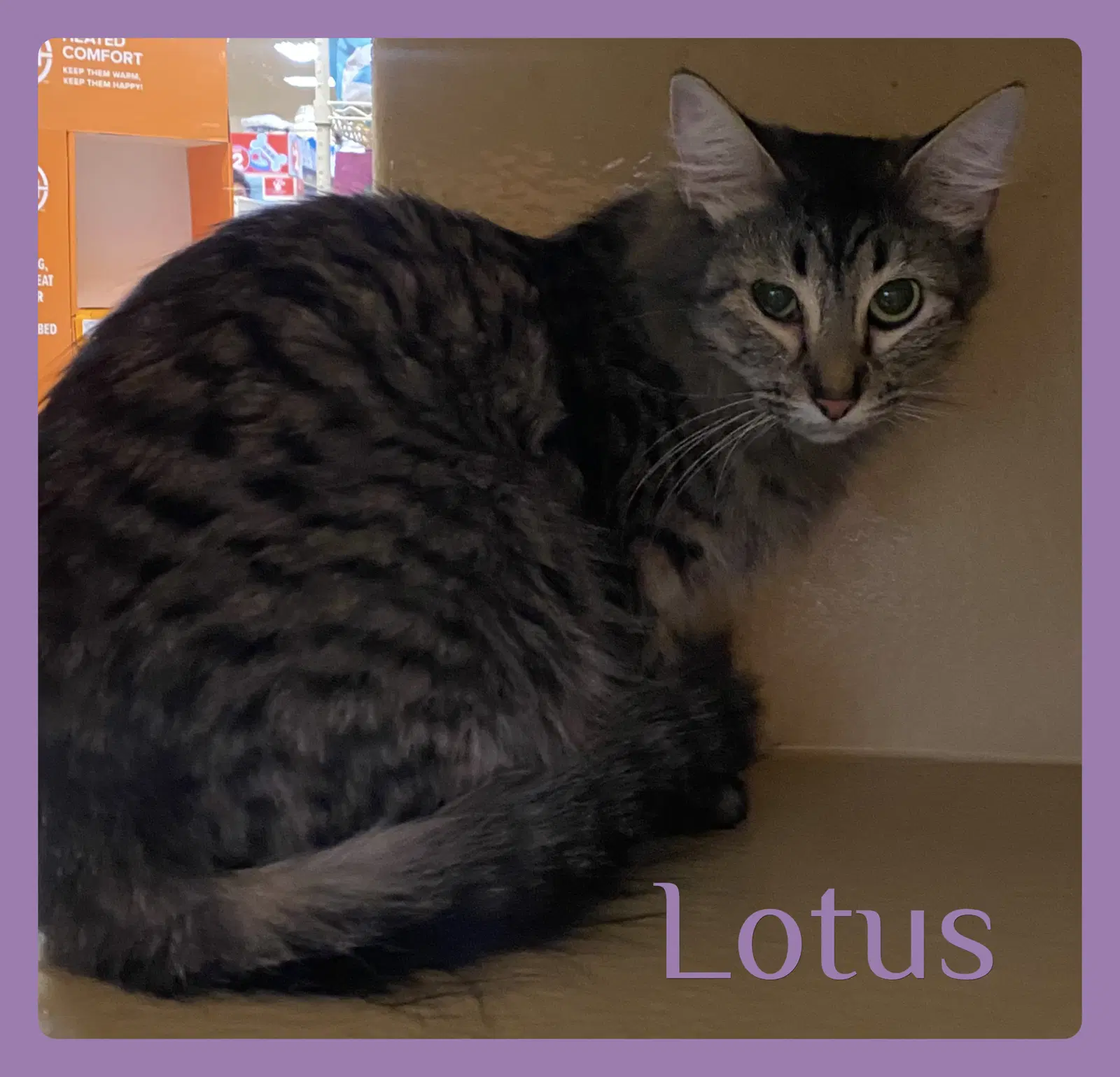 Lotus - Tabby