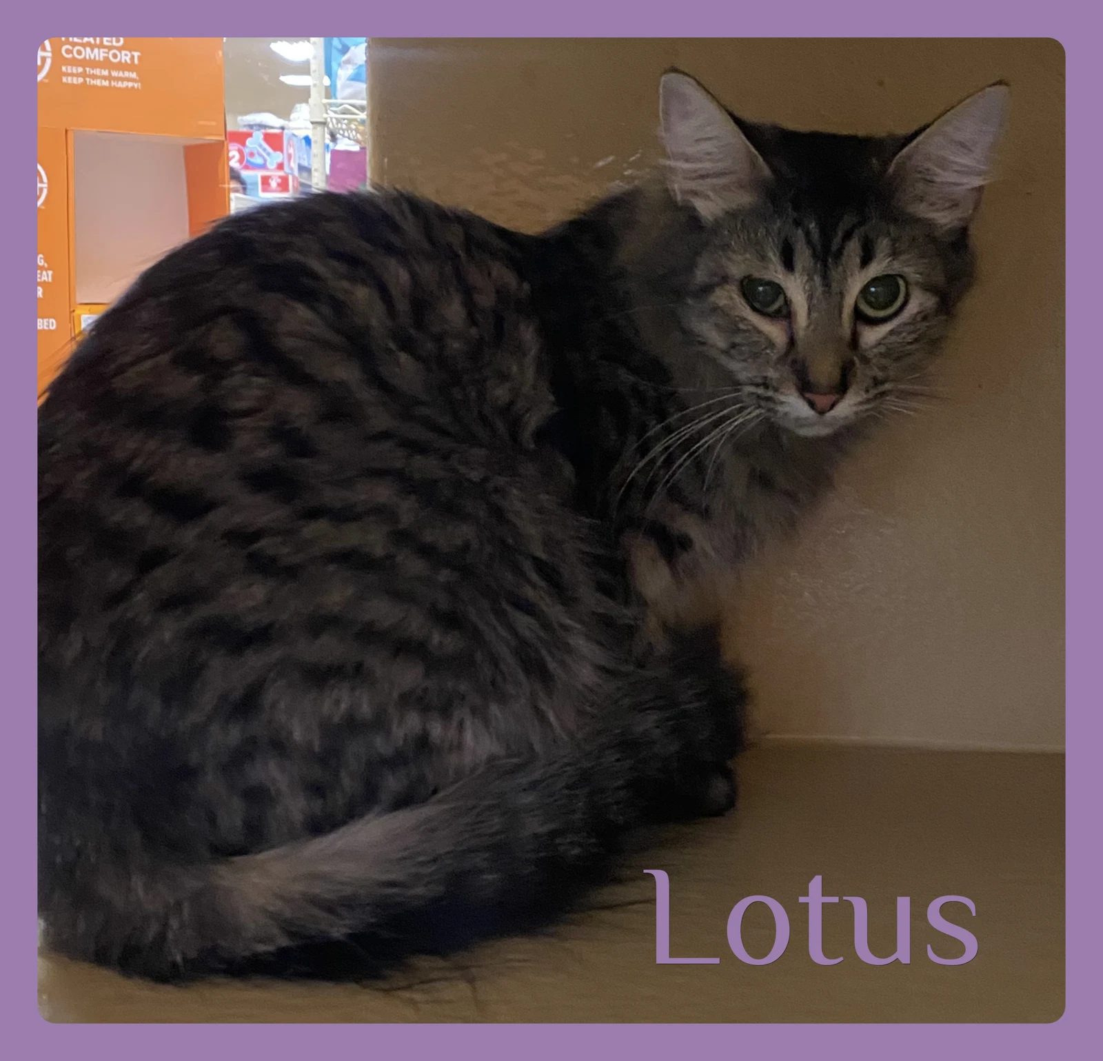 Lotus