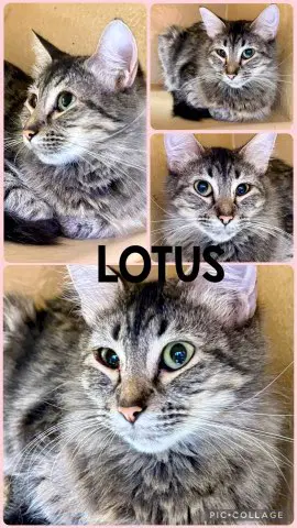 Lotus - Tabby