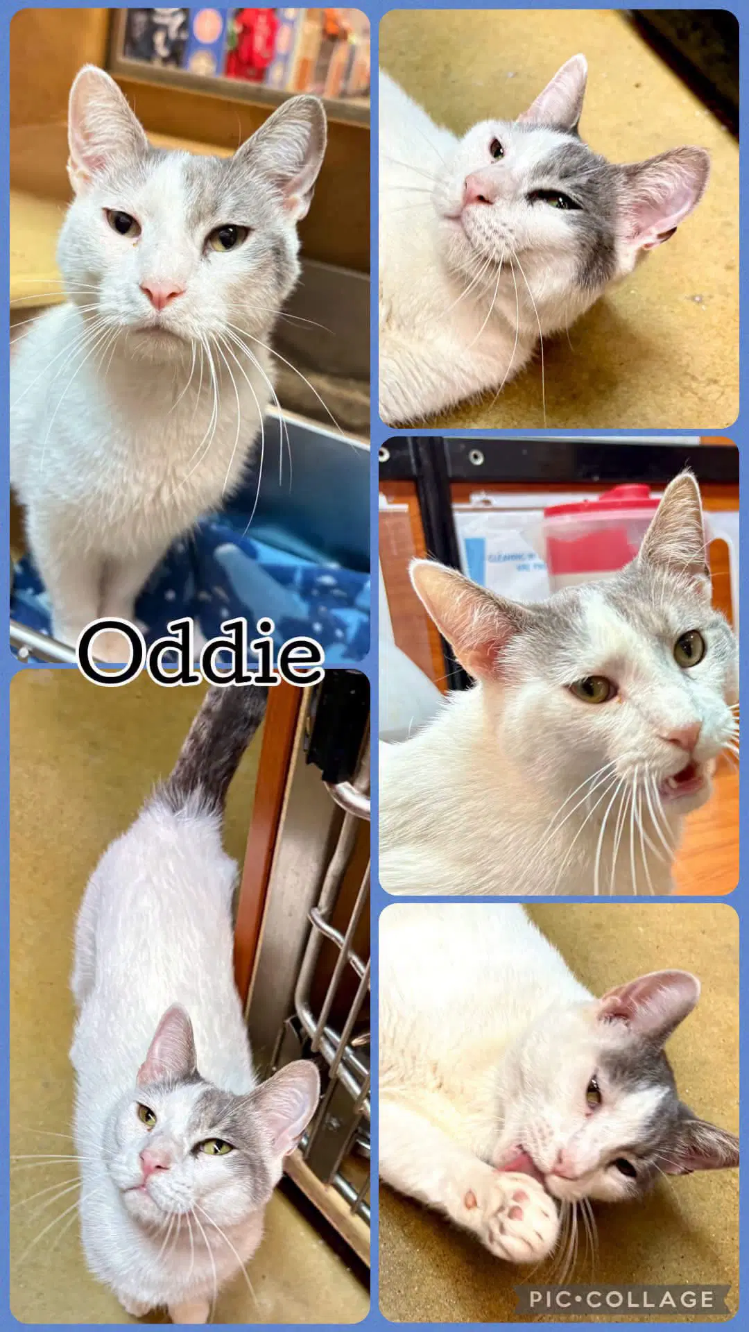 Oddie - Domestic Short Hair