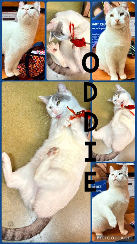 ODDIE