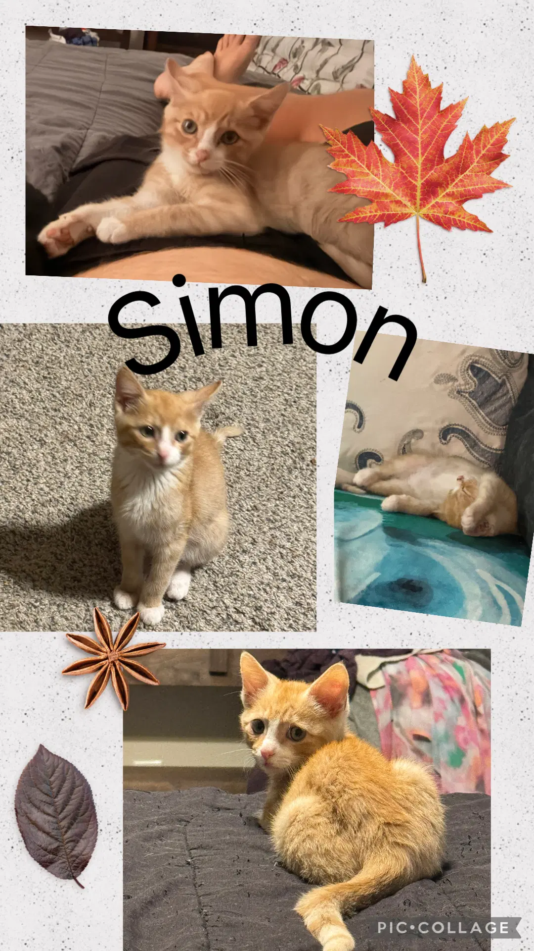 Simon - Tabby