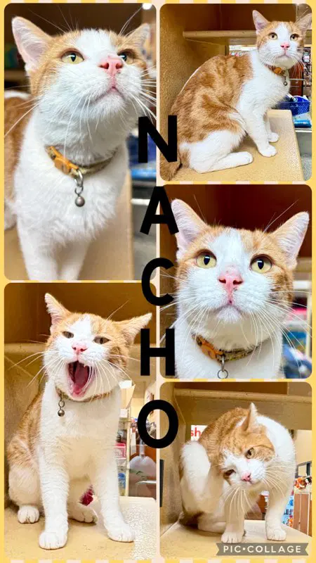Nacho - Domestic Short Hair