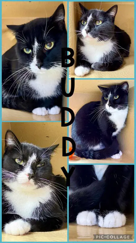Buddy - Tuxedo