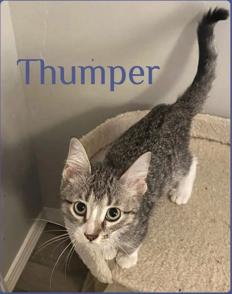 Thumper - Tabby