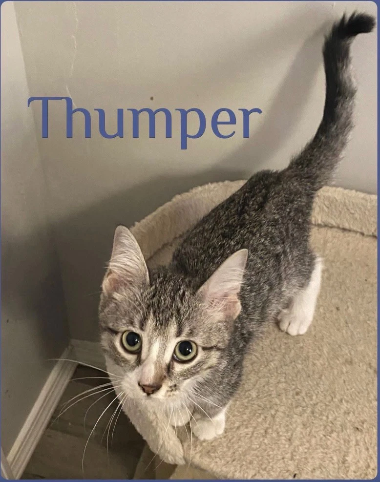 Thumper