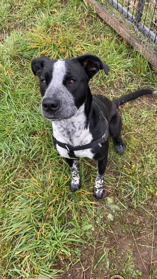 Dog for Adoption a Labrador Retriever in West Linn, OR