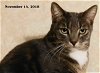 adoptable Cat in frankston, tx, TX named Ivana