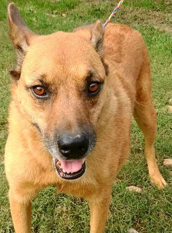 adoptable Dog in Frankston, TX named Artie