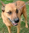 Artie - Photo 3