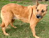 Artie - Photo 4