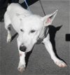 adoptable Dog in frankston, tx, TX named Axel