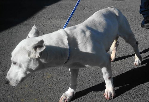AXEL - Bull Terrier available for adoption