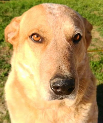 adoptable Dog in Frankston, TX named Brody