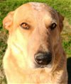 adoptable Dog in frankston, tx, TX named Brody
