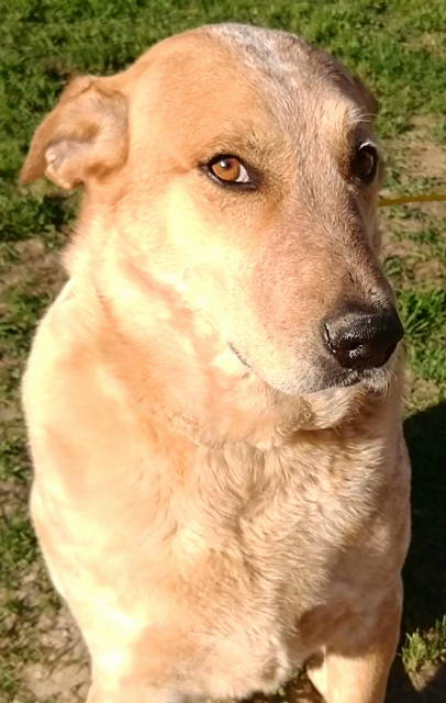 BRODY - Australian Cattle Dog/Blue Heeler available for adoption