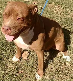 adoptable Dog in Frankston, TX named TG-Karma