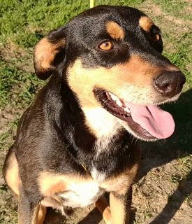 adoptable Dog in Frankston, TX named Callan