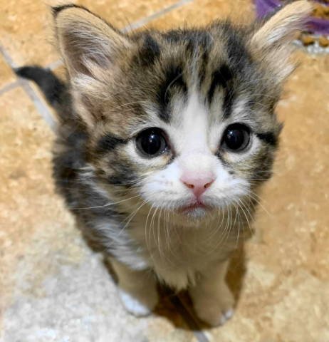 adoptable Cat in Frankston, TX named EB-Female Kitten #1