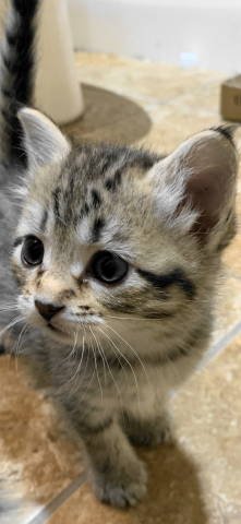 adoptable Cat in Frankston, TX named EB-Female Kitten #2