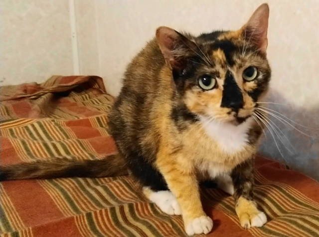 adoptable Cat in Frankston, TX named Danica