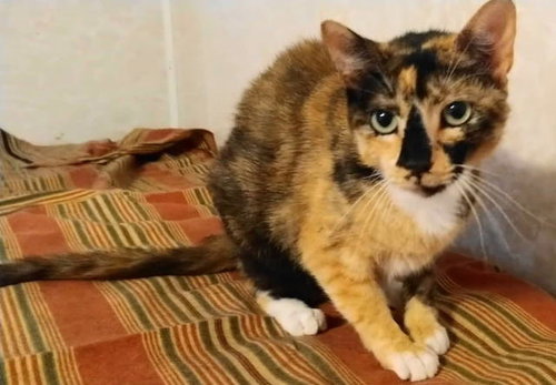 DANICA - Tortoiseshell available for adoption