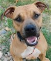 adoptable Dog in frankston, TX named Reya